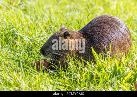 Nutria im Sonnenschein Ein nutria sitzt im Sonnenschein auf einer Wiese zwischen Apfelbäumen und frisst einen heruntergefallenen Apfel., Oberursel Hessen Deutschland *** nutria au soleil Une nutria est assise au soleil sur une prairie entre les pommiers et mange une pomme tombée, Oberursel Hessen Allemagne Banque D'Images