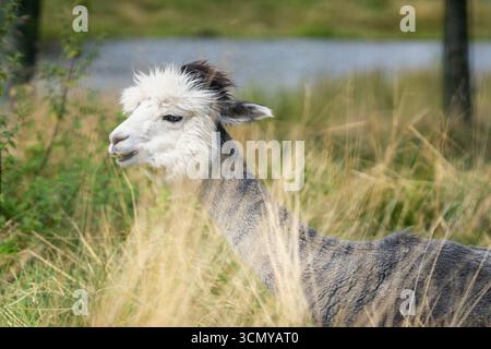 Un portrait de Huacaya alpaga (Lama pacos) vu de près du côté. Un gros plan d'un alpaga Huacaya dans un parc urbain, Pori. Banque D'Images