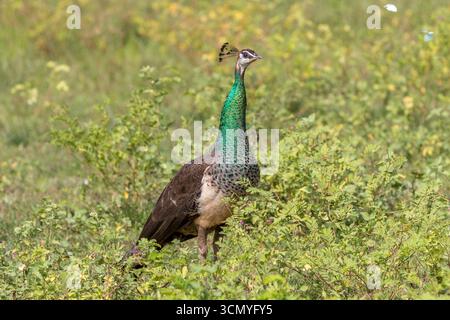 Sri Lanka - Yala - peahen indien (Pavo cristatus) - mélange de cacahuètes femelles dans les arbustes Banque D'Images