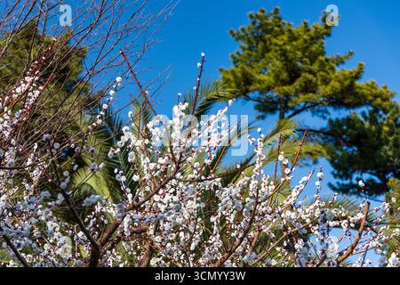Belles fleurs blanches sur des branches d'arbres avec des arbres verts dans un jardin japonais. Banque D'Images