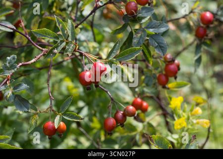 Rotblatt-Rose, Rotblättrige Rose, Hecht-Rose, Hechtrose, Bereifte Rose, Frucht, Früchte, Hagebutte, Hagebutten, Rosa glauca, Rosa rubrique, ROAS Rub Banque D'Images