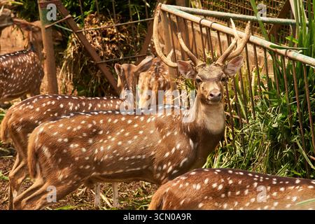 Un troupeau de cerfs tachetés se dresse et se nourrit ensemble près d'une clôture de fer. Un gros buck en bois fait face à la caméra, tandis que les autres rasent ou regardent autour de vous. Banque D'Images