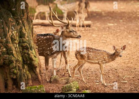 Un cerf tacheté avec de grands bois se tient à côté d'un jeune faon dans un environnement naturel et terreux. Plusieurs autres cerfs peuvent être vus en arrière-plan. Banque D'Images