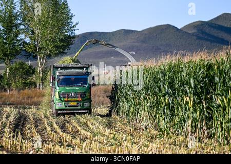 Tongliao. 18 septembre 2025. Cette photo prise le 18 septembre 2025 montre une récolteuse travaillant dans un champ de maïs dans la ville de Jurihe, Jarud Banner, ville de Tongliao, région autonome de Mongolie intérieure du nord de la Chine. Crédit : Lian Zhen/Xinhua/Alamy Live News Banque D'Images