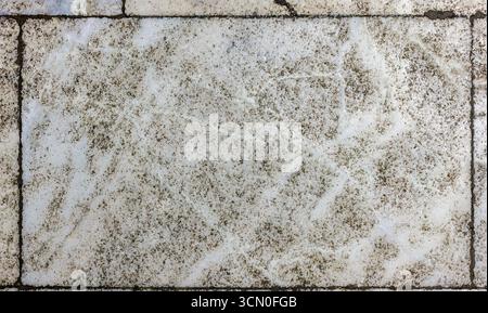 Gros plan d'un carrelage rectangulaire en marbre blanc cassé avec des marbrures irrégulières gris foncé et marron et des veines nuageuses subtiles, bordées Banque D'Images