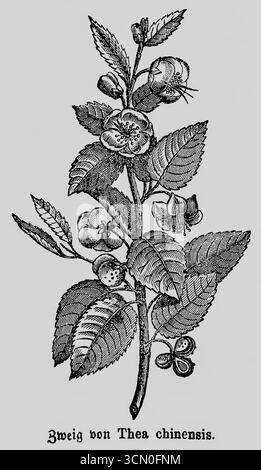 Branche du théier (Thea chinensis ou bohea) ou (Camellia sinensis) culture Asie, feuilles et fleurs, boisson, illustration historique 1868 Banque D'Images