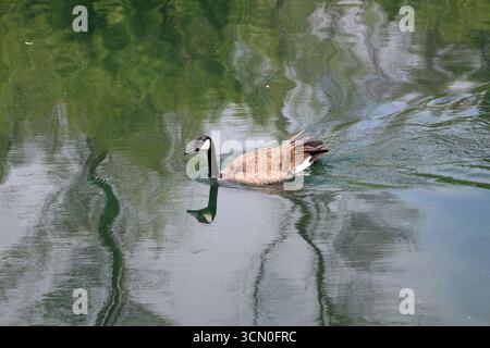 Gros plan sur l'oie du Canada seule nageant dans un étang placide laisse une traînée d'ondulations dans le sillage Banque D'Images