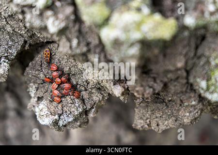 Groupe d'insectes de feu rouge sur l'écorce d'arbre rugueuse, focus sur les insectes, 400 ans de citron vert avenue Ladendorf Weinviertel basse-Autriche Autriche Banque D'Images