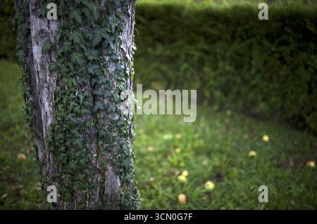 Lierre grimpant sur le tronc d'un pommier, fruits tombés, pommes pourries couchées sur le sol, prairie, verger de prairie, Reutlingen, Bade-Wuerttemberg, G Banque D'Images