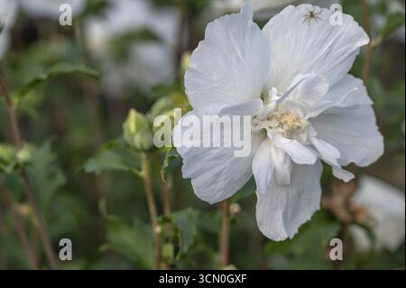 Fleur blanche d'hibiscus (Hibiscus syriacus), Bavière, Allemagne Banque D'Images
