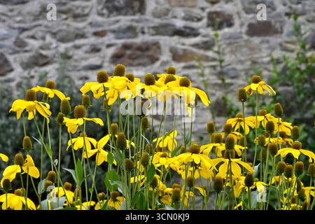 Fleurs jaunes de fin d'été de coneflower Rudbeckia laciniata 'Juligold' UK jardin septembre Banque D'Images