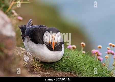 Écosse - Fowlsheugh - macareux de l'Atlantique (Fratercula arctica) - macareux reposant à côté des fleurs des falaises Banque D'Images