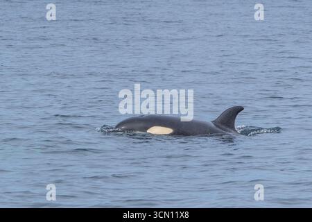 Une orque (Orcinus Orca) fait surface lors de la recherche de proies. Banque D'Images