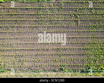 Un drone aérien de haut en bas capture le motif géométrique parfait d'un jeune vignoble au printemps, représentant l'agriculture et l'industrie du vin Banque D'Images