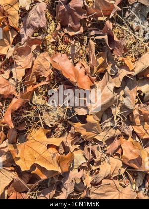 Feuilles d'automne sèches couvrant le sol en vue rapprochée. Banque D'Images