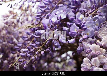Vue rapprochée des fleurs de wisteria en pleine floraison avec des nuances violettes et lilas douces. Les grappes suspendues créent une sensation rêveuse et romantique. Parfait pour le post Banque D'Images