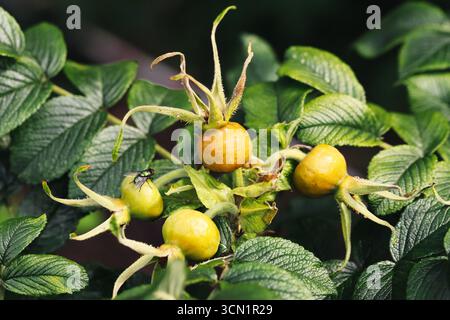 Gros plan des hanches de rose sur la branche. Fruits frais mûrs de rosier sauvage. Ingrédient naturel de phytothérapie. Récolte d'automne dans le jardin. Banque D'Images