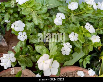 Photographie de plantes à pervenches blanches en fleurs avec un feuillage luxuriant. Convient pour l'horticulture, les fleurs ornementales et les visuels de jardin naturels. Banque D'Images