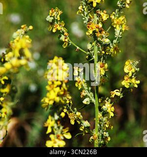 Bouquet de fleurs de mulène noir jaune sur la tige gros plan Banque D'Images