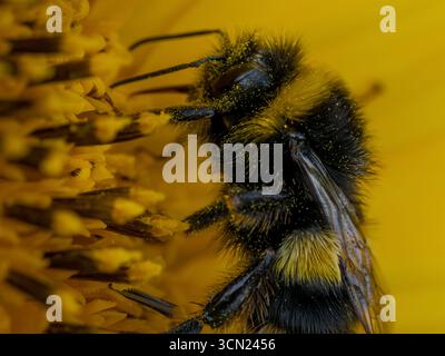 Macro gros plan d'une abeille sur une branche de plante avec des marques jaunes détaillées avec du pollen Banque D'Images
