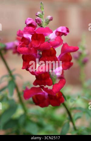 Snapdragon ou Snapdragon commun, Antirrhinum majus, Plantaginaceae. ROYAUME-UNI. Antirrhinum majus, le snapdragon commun. Banque D'Images