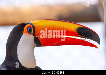 Toucan (Ramphastos toco) est le plus grand des toucans, Mato Grosso do Sul, Brésil Banque D'Images