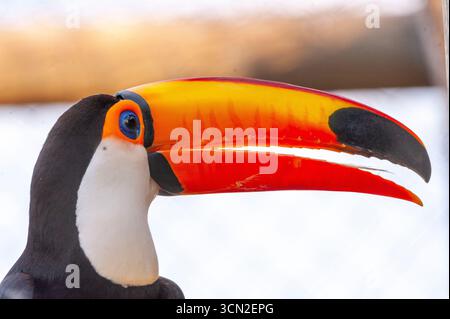 Toucan (Ramphastos toco) est le plus grand des toucans, Mato Grosso do Sul, Brésil Banque D'Images