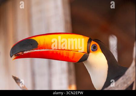 Toucan (Ramphastos toco) est le plus grand des toucans, Mato Grosso do Sul, Brésil Banque D'Images