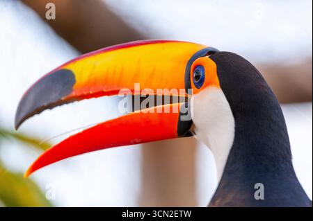 Toucan (Ramphastos toco) est le plus grand des toucans, Mato Grosso do Sul, Brésil Banque D'Images