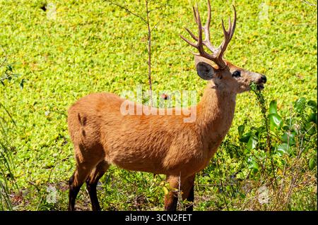 Le cerf de Pampas (Ozotoceros bezoarticus) est une espèce de cerf qui vit dans les prairies d'Amérique du Sud, Mato Grosso do Sul, Brésil Banque D'Images