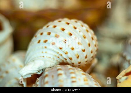 Un beau coquillage brillant en spirale avec une base blanc crème à jaune pâle, orné de marques carrées brun foncé à rougeâtre qui tracent le long de son wh Banque D'Images