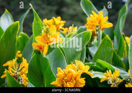 Fleur de Canna ʽYellow King Humbert’ (Canna Lily). Fleur de Canna jaune dans le parc de la ville, Pori. Banque D'Images