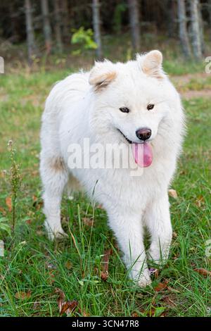 Chien samoyed blanc avec pelage moelleux et langue rose se tient sur l'herbe verte près de la forêt, portrait en plein air à la lumière du jour pour animal de compagnie, nature et style de vie conce Banque D'Images
