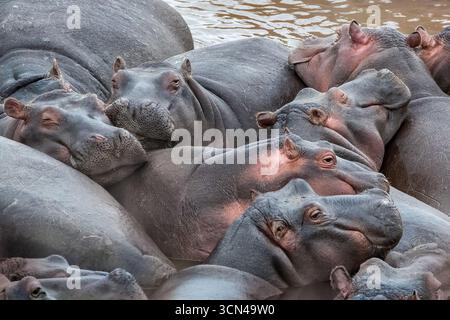 Une gousse d'hippopotames, Hippopotamus amphibius, se côtoyent dans la rivière Mara, Masai Mara, Kenya. Banque D'Images