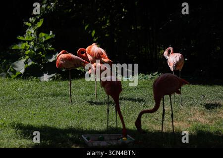 Flamants roses dans un zoo ouvert dans l'Union européenne. Banque D'Images