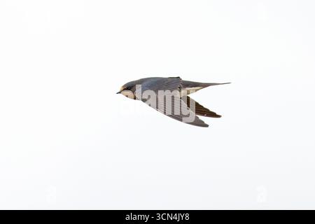 Hirondelle de grange (Hirundo rustica) juvénile Norfolk septembre 2025 Banque D'Images