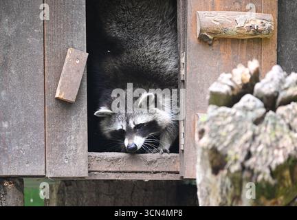 Cleebronn, Allemagne. 17 septembre 2025. Un raton laveur (Procyon lotor) sort la tête de son antre au Tripsdrill Wildlife Park. Crédit : Bernd Weißbrod/dpa/Alamy Live News Banque D'Images