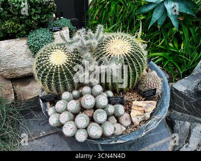 Kennett Square, Pennsylvanie, États-Unis - 15 avril 2025 : assortiment de cactus disposés dans une exposition dans un jardin botanique conservatoire. Banque D'Images