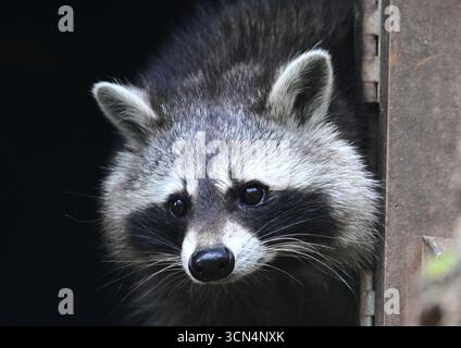 Cleebronn, Allemagne. 17 septembre 2025. Un raton laveur (Procyon lotor) sort la tête de son antre au Tripsdrill Wildlife Park. Crédit : Bernd Weißbrod/dpa/Alamy Live News Banque D'Images