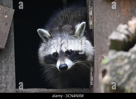 Cleebronn, Allemagne. 17 septembre 2025. Un raton laveur (Procyon lotor) sort la tête de son antre au Tripsdrill Wildlife Park. Crédit : Bernd Weißbrod/dpa/Alamy Live News Banque D'Images