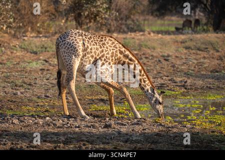 La girafe Thornicroft se plie pour boire à partir d'un point d'eau Banque D'Images