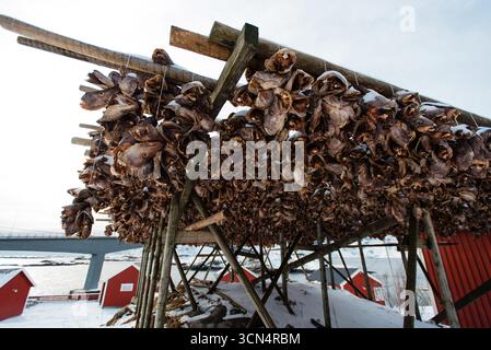 Les têtes de poissons séchent sur des grilles dans le village côtier enneigé Banque D'Images