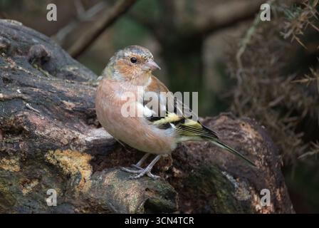 Gros plan d'un Chaffinch mâle, Fringilla coelebs, alors qu'il se perche dans un cadre naturel sur une vieille bûche Banque D'Images