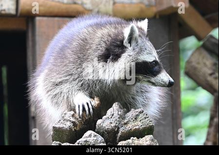 Cleebronn, Allemagne. 17 septembre 2025. Un raton laveur (Procyon lotor) se dresse devant son antre au Tripsdrill Wildlife Park. Crédit : Bernd Weißbrod/dpa/Alamy Live News Banque D'Images