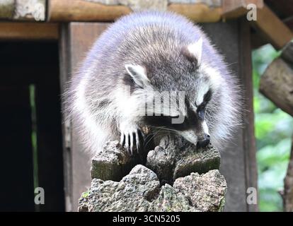 Cleebronn, Allemagne. 17 septembre 2025. Un raton laveur (Procyon lotor) se dresse devant son antre au Tripsdrill Wildlife Park. Crédit : Bernd Weißbrod/dpa/Alamy Live News Banque D'Images