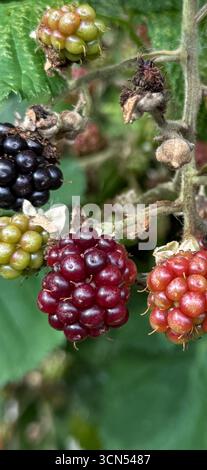 Détail des mûres mûrissantes sur la plante, du vert au violet foncé. Banque D'Images