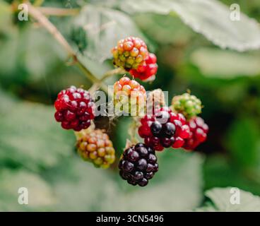 Mûres à différents stades de maturation sur un buisson Banque D'Images