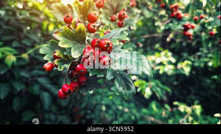Baies d'aubépine rouge avec des feuilles vertes et de grands pompons. Utilisation en médecine alternative comme plante médicinale. Fond d'automne, économiseur d'écran. Banque D'Images