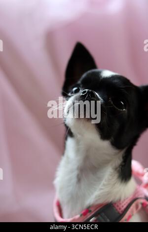 Chihuahua chiot dans un tulle rose sur fond rose Banque D'Images