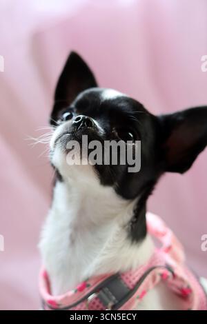 Chihuahua chiot dans un tulle rose sur fond rose Banque D'Images